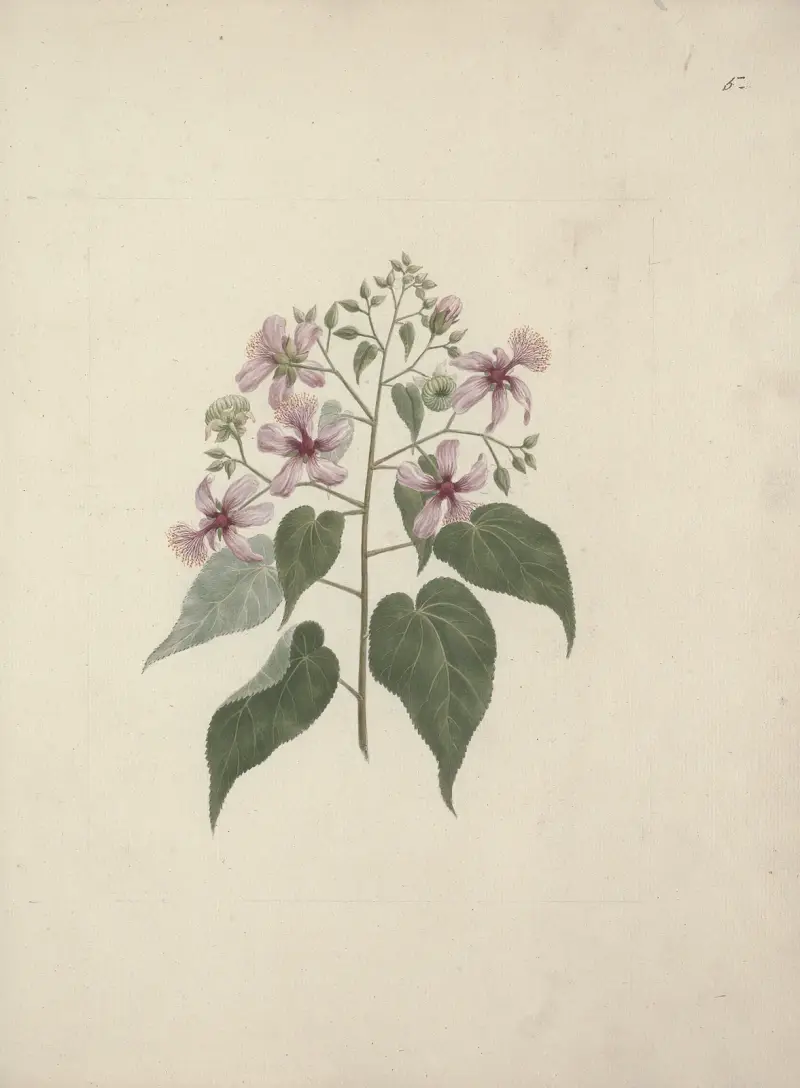 Abutilon longicuspe A. Rich. (Abutilon), Luigi Balugani