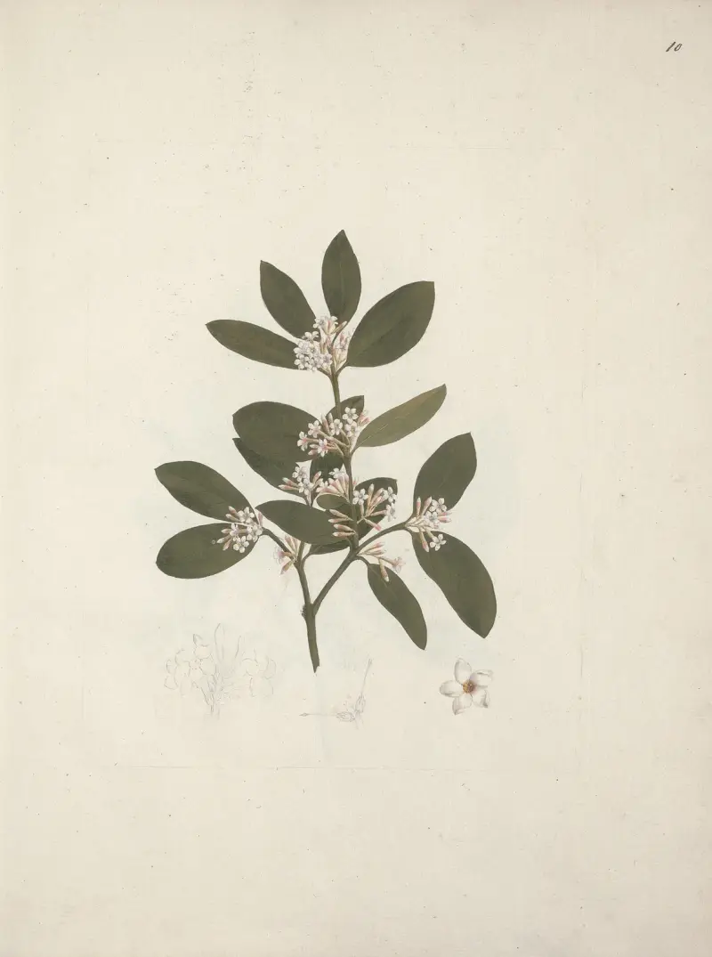 Acokanthera schimperi (DC) Schweinfurth, Luigi Balugani