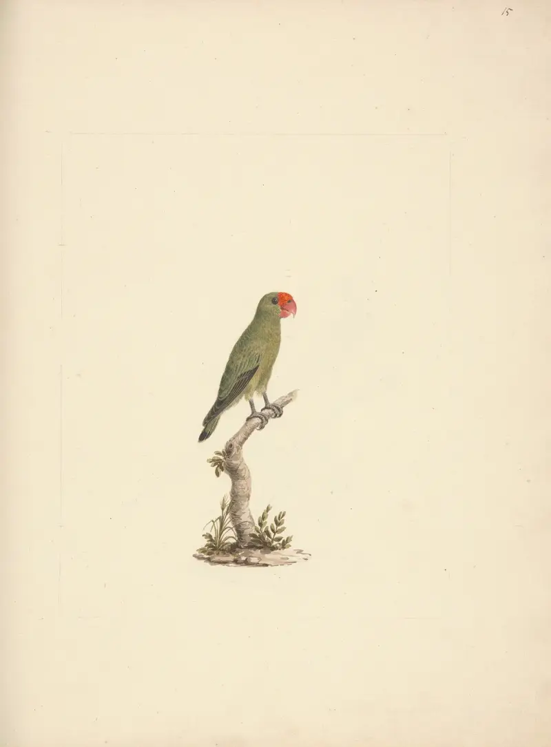 Agapornis taranta (Papoušek etiopský), Luigi Balugani