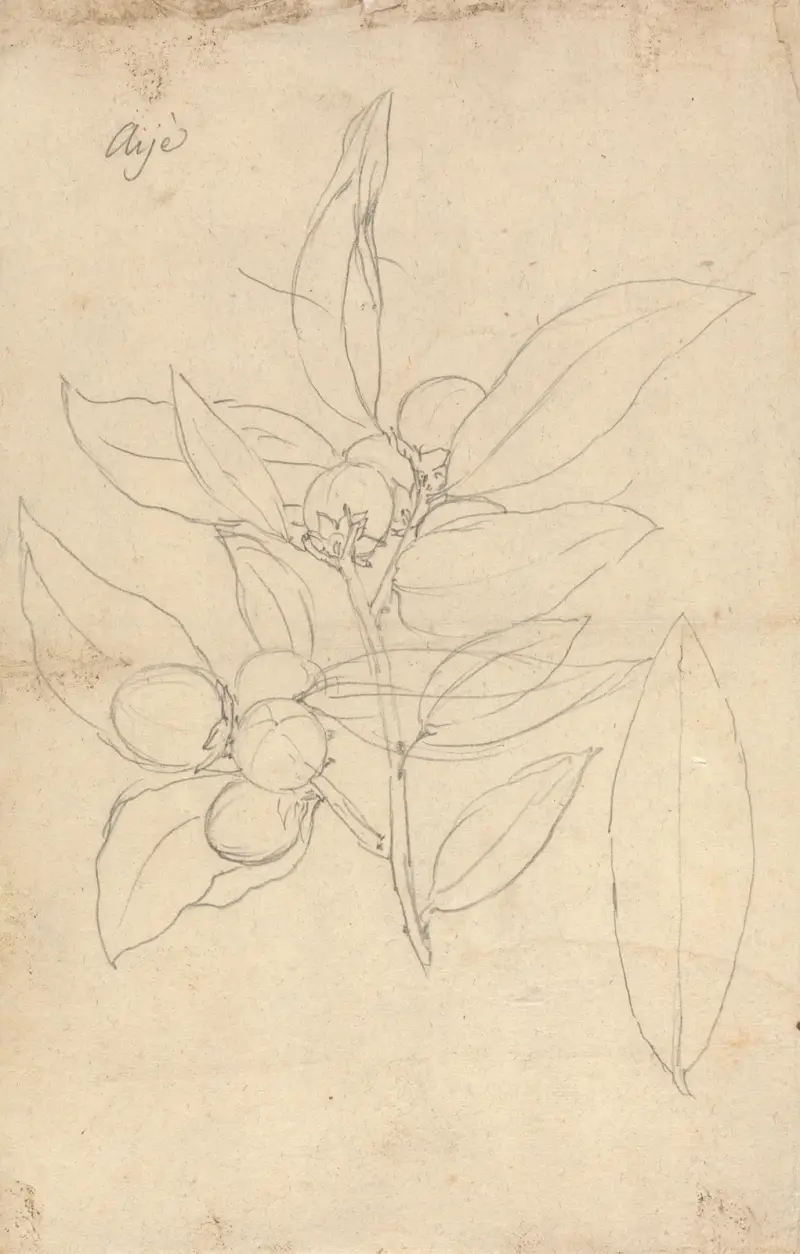 Aije (Diospyros mespiliformis), Luigi Balugani