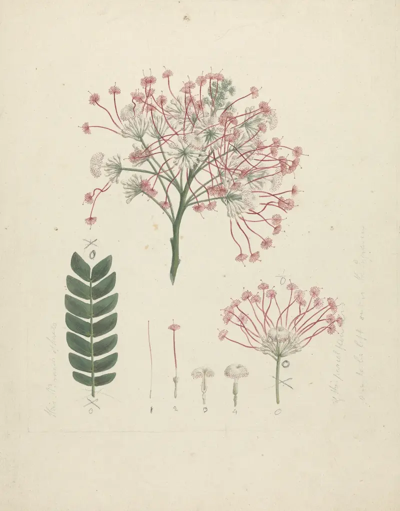 Albizia gummifera (J.F. Gmel.) C.A. Sm. (Gummy Albizia Tree) – Nr. 2 von Luigi Balugani