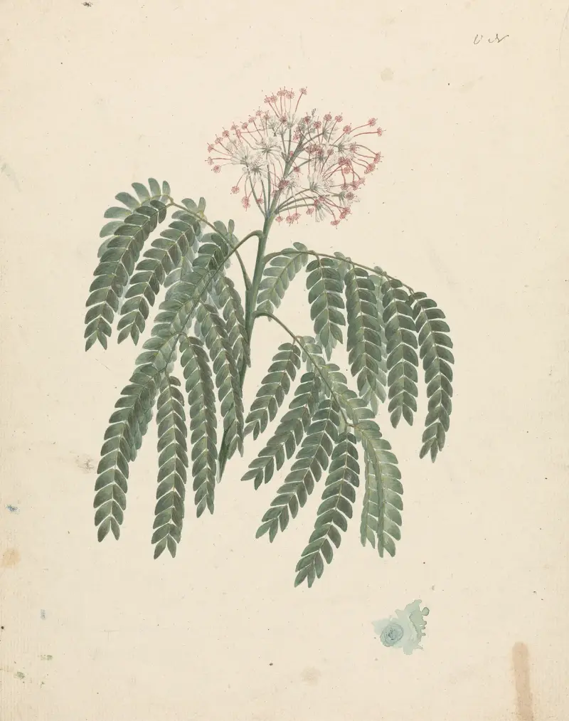 Albizia gummifera (J.F.Gmel.) C.A. Sm. (Gummy Albizia Tree) – nr 1 av Luigi Balugani