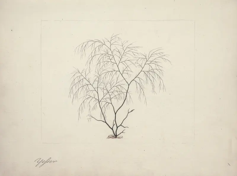 Řasa, neurčený druh (mořská tráva), Luigi Balugani