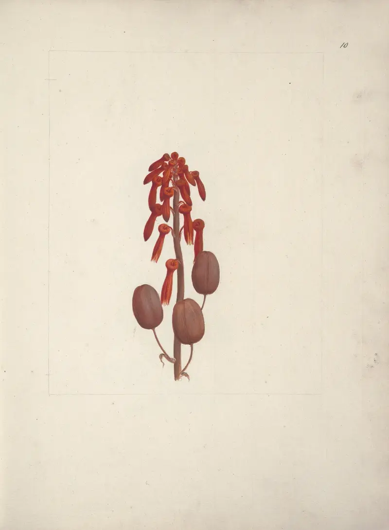 Aloe macrocarpa Todaro (Aloe), Luigi Balugani