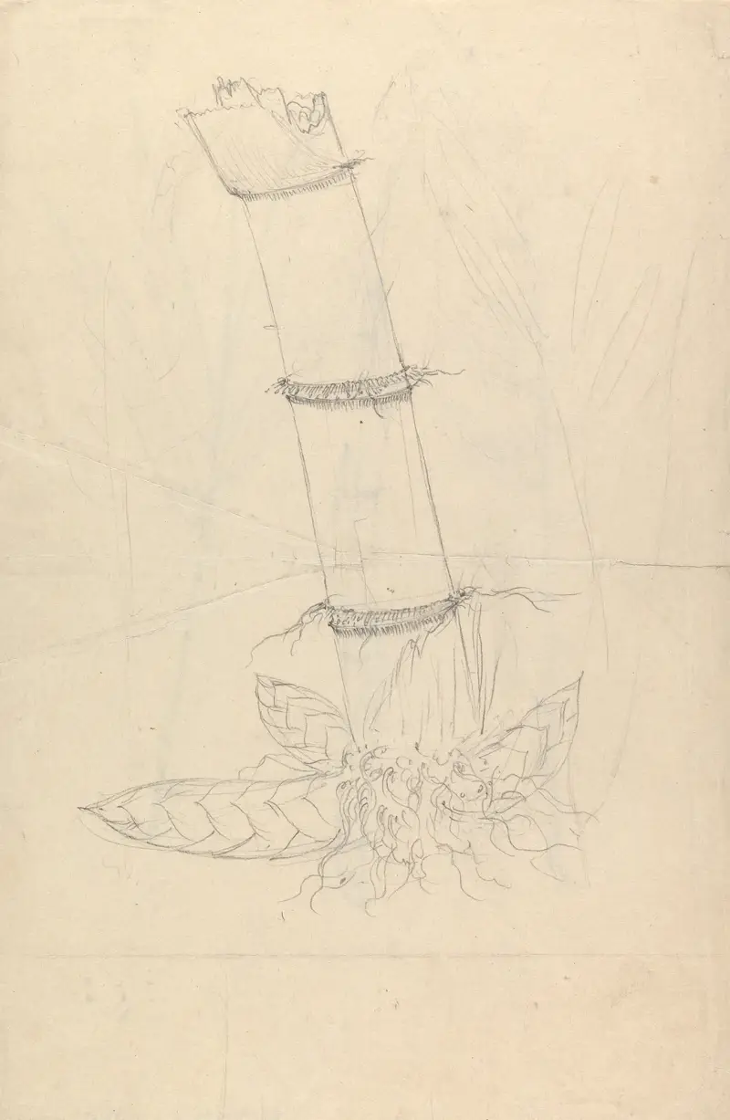 Arundinaria alpina, Luigi Balugani