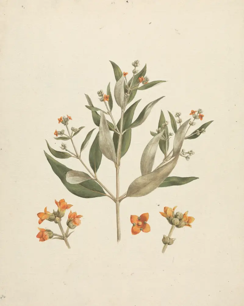 Avicennia marina (Forssk.) Vierh. (White Mangrove) av Luigi Balugani