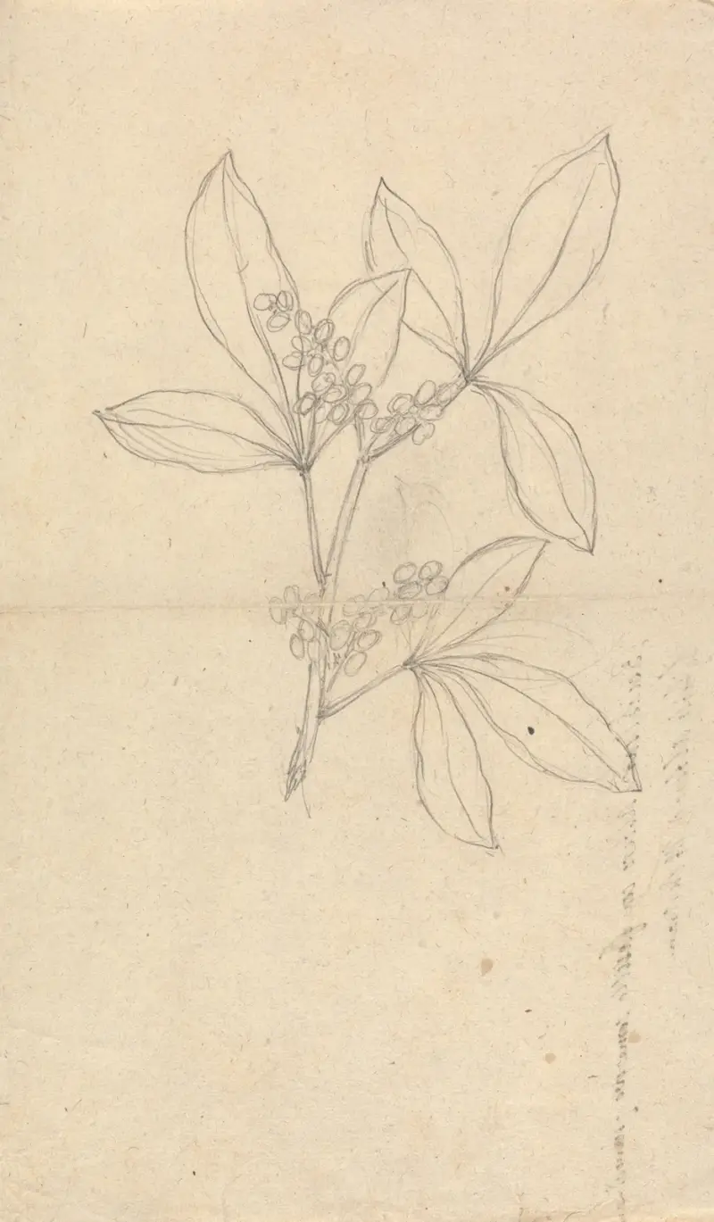 Beidelsar (Asclepias procera), Luigi Balugani