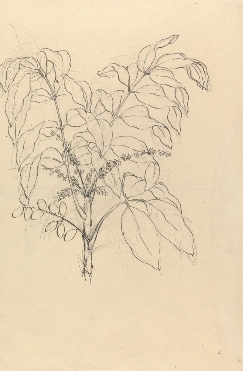 Brucea antidysenterica – č. 1, Luigi Balugani