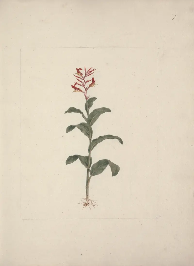 Canna bidentata (kannalilje), Luigi Balugani