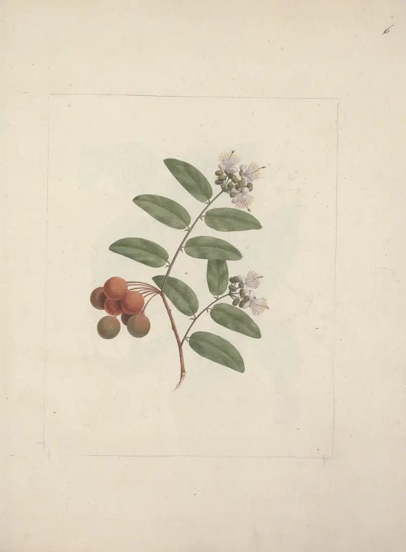 Capparis tomentosa Lam. (Kaper), Luigi Balugani