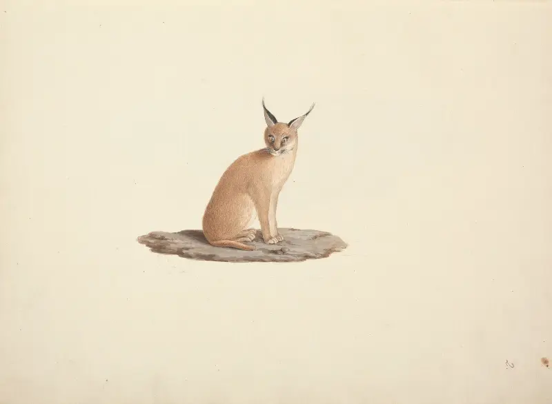 Caracal caracal (pouštní rys), Luigi Balugani