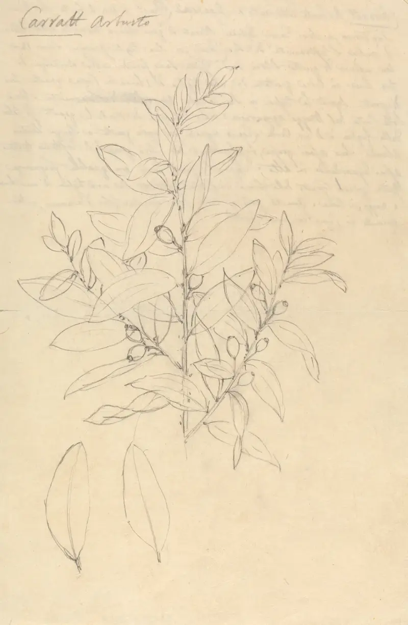 Carratt (Osyris lanceolata), Luigi Balugani