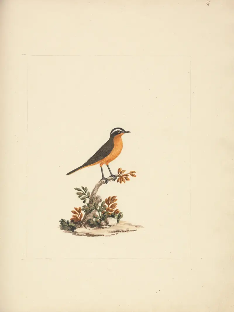 Cassypha semirufa (Ruppell’s Robin Chat), Luigi Balugani