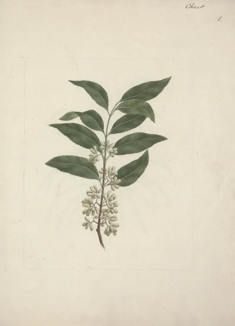 Catha edulis Forssk. (Khat), Luigi Balugani