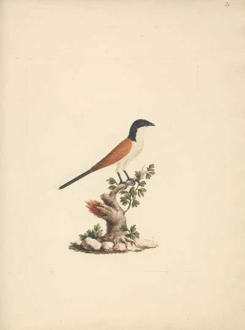 Centropus monachus (sporrgök blåhuvad), Luigi Balugani