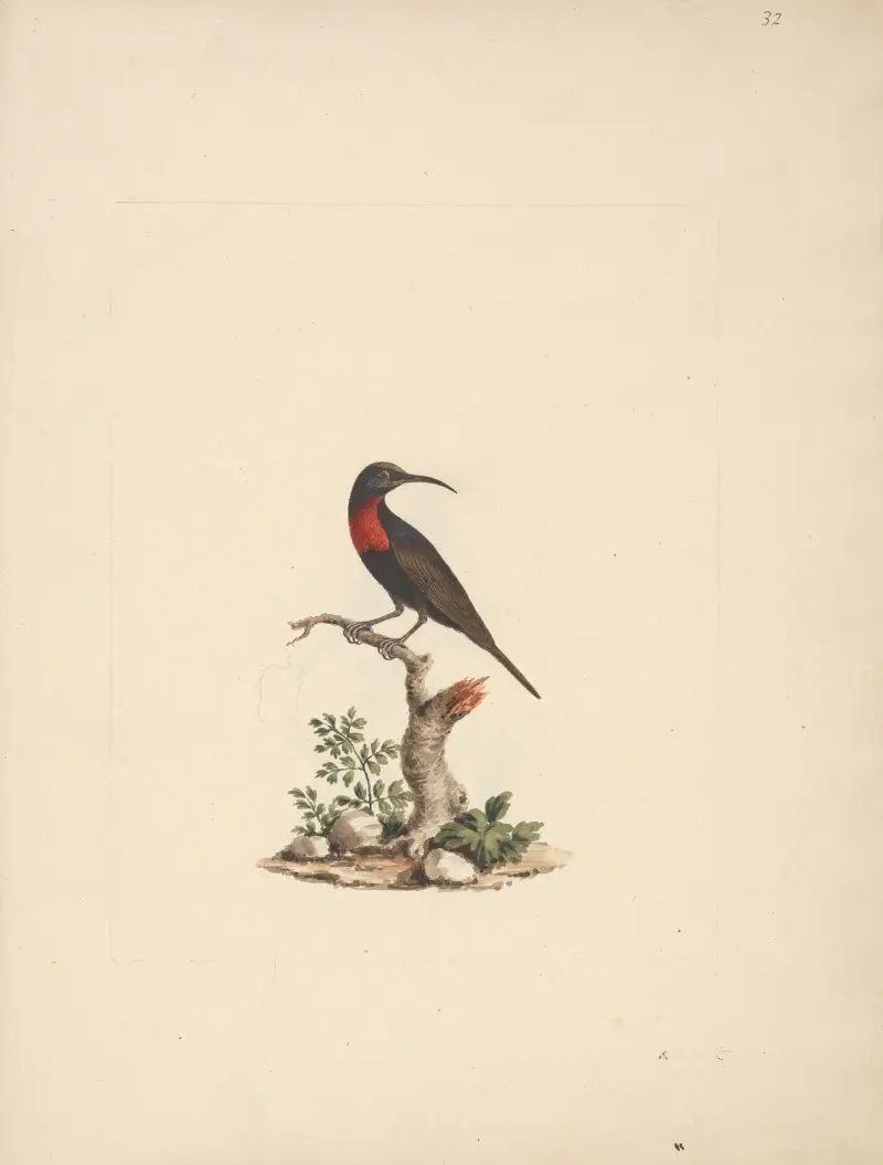 Chalcomitra senegalensis (Scarlet Chested Sunbird) von Luigi Balugani