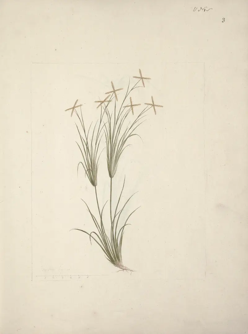 Chloris (Rhodes Grass), Luigi Balugani