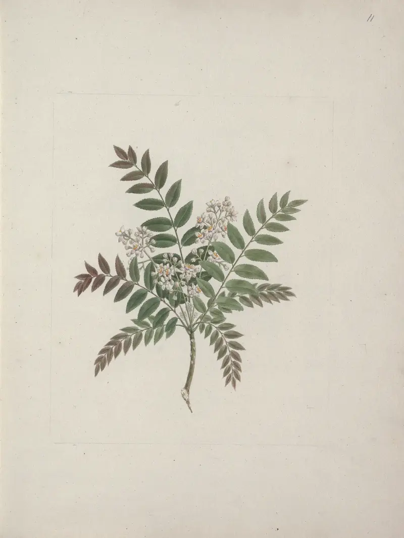 Clausena anisata (Willd) Benth. (Mosquito Plant) av Luigi Balugani
