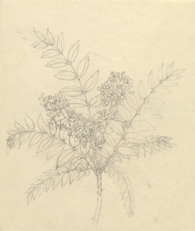 Clausena anisata, Luigi Balugani