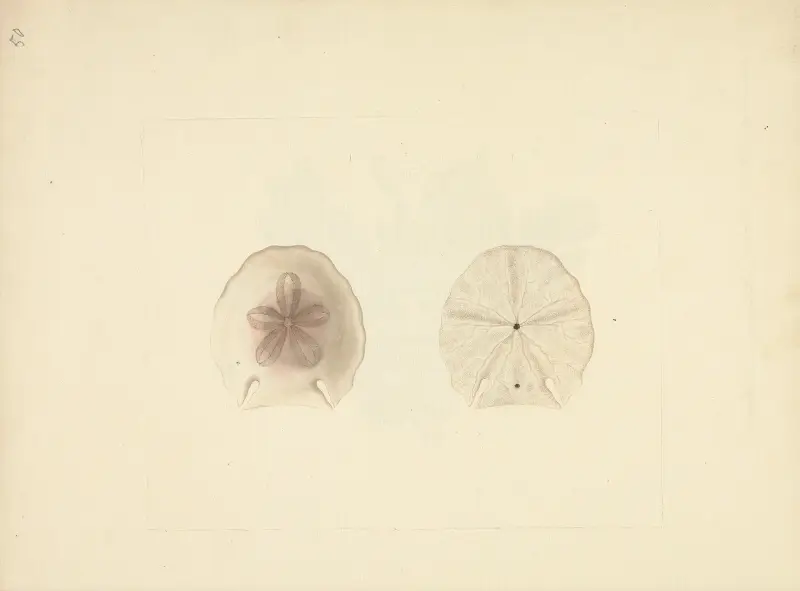 Clypeasteroida (Mořský dolar), Luigi Balugani