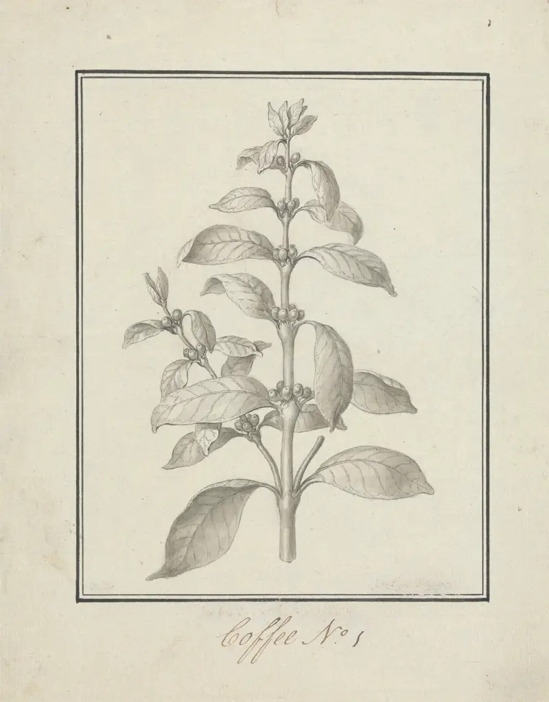 Coffea arabica L. (Arabica Coffee); finished drawing of leafy shoot and berries av Luigi Balugani