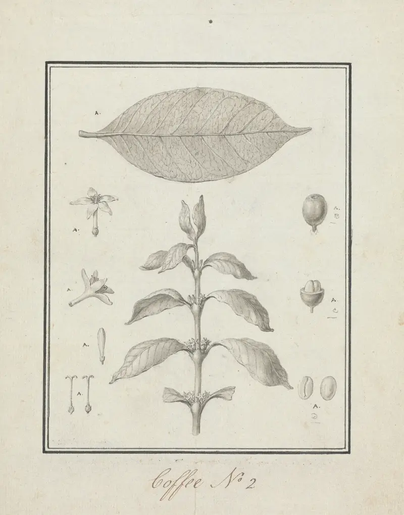 Coffea arabica L. (Arabica Coffee) av Luigi Balugani