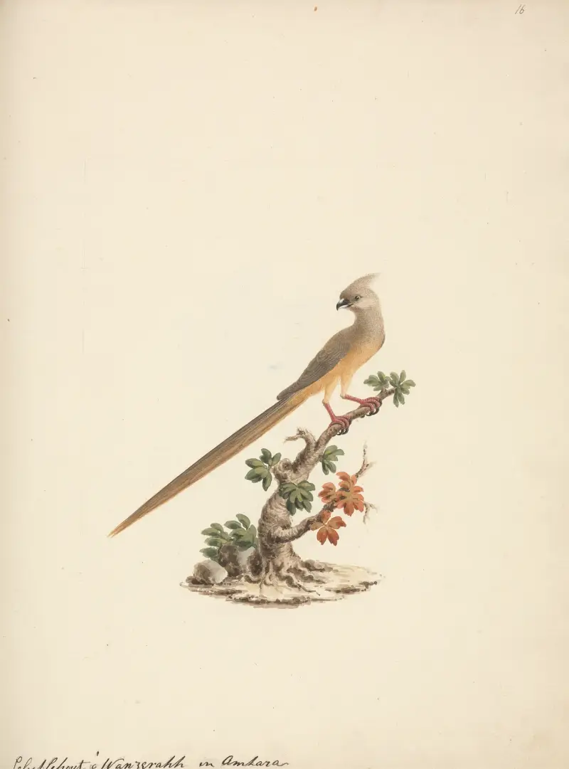Colius striatus (Speckled Mousebird), Luigi Balugani