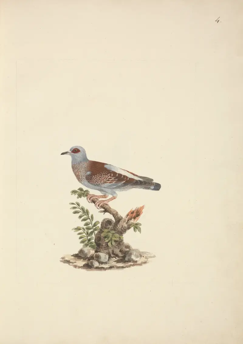 Columba guinea (skvrnitý holub, africký skalní holub), Luigi Balugani