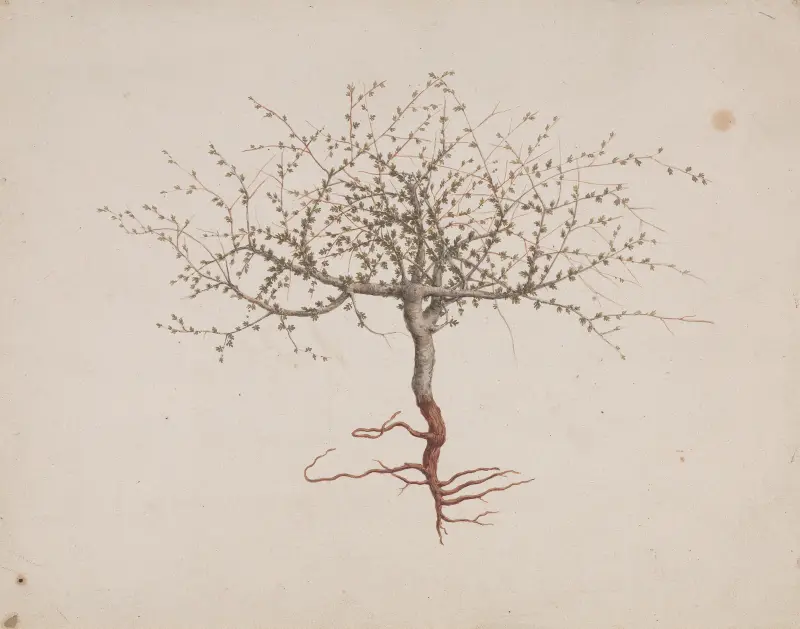 Commiphora gileadensis (L.) C. Chr. (Balm of Gilead, Opobalsam). – nr 2 av Luigi Balugani