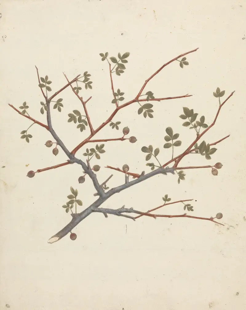 Commiphora gileadensis (L.) C. Chr. (Balm of Gilead, Opobalsam) – nr 1 av Luigi Balugani