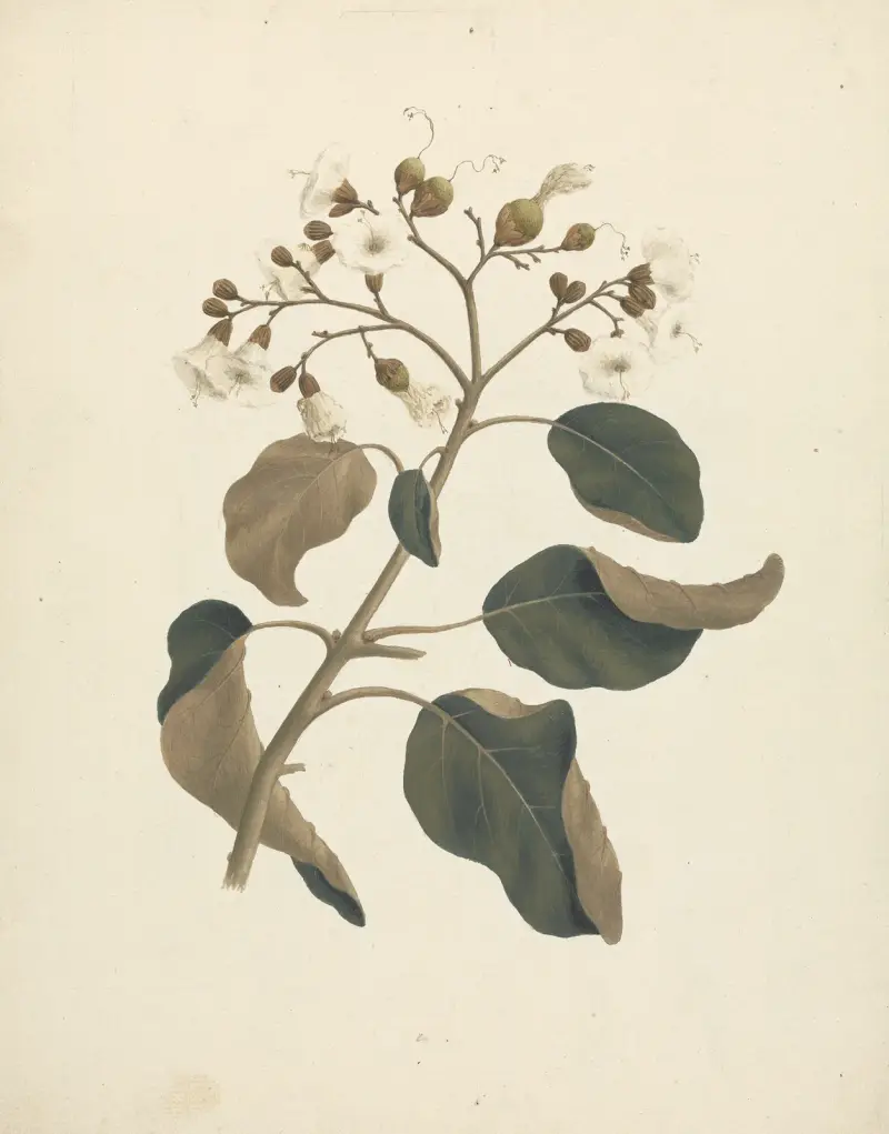 Cordia abyssinica. av Luigi Balugani
