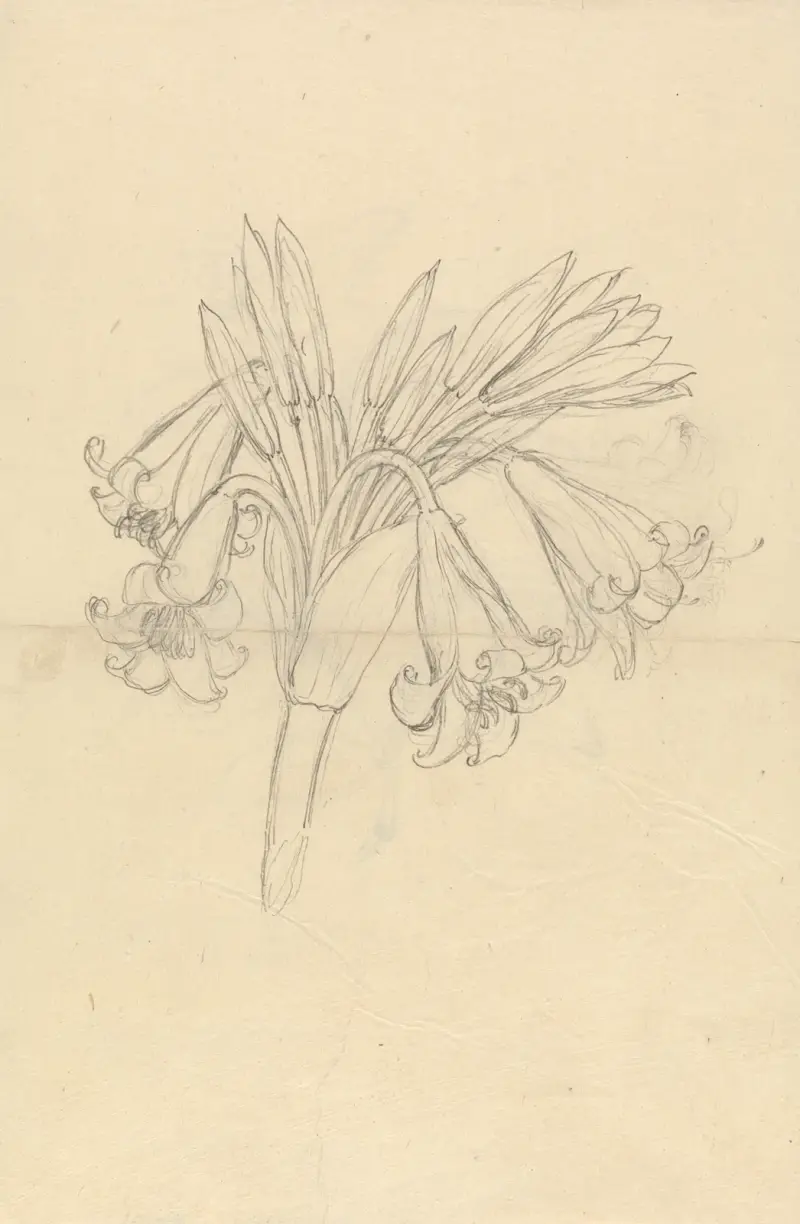 Crinum Schimperi, Luigi Balugani
