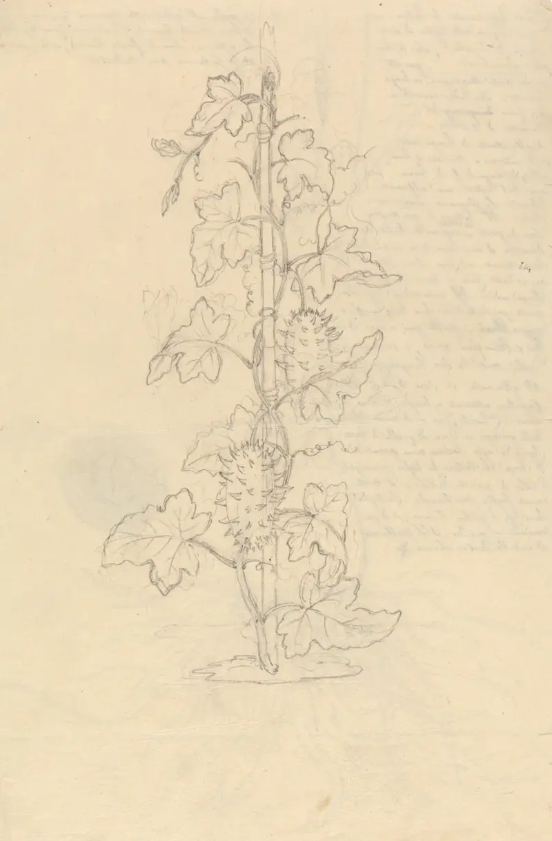 Cucumis Metuliferus, Luigi Balugani