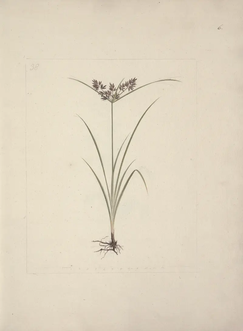 Cyperus esculentus L. (Tiger Nut), Luigi Balugani