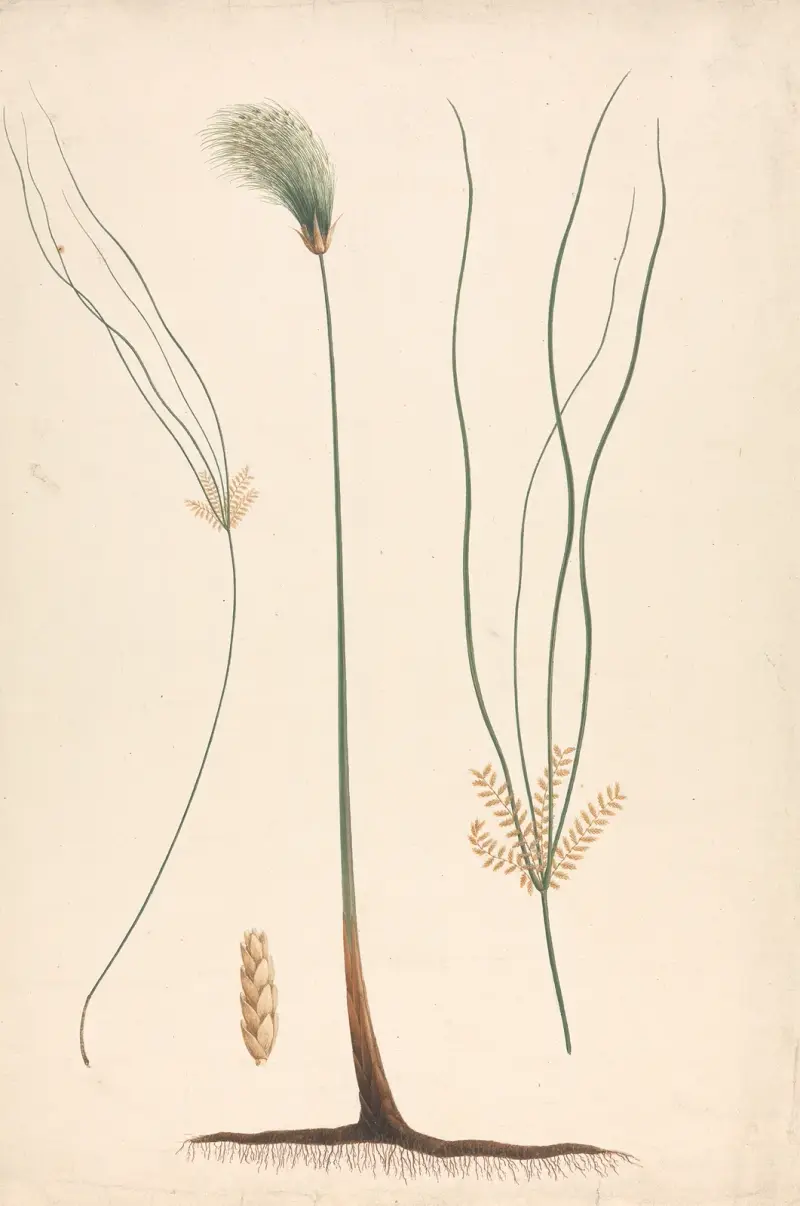 Cyperus papyrus L. (šáchor papírodárný), Luigi Balugani