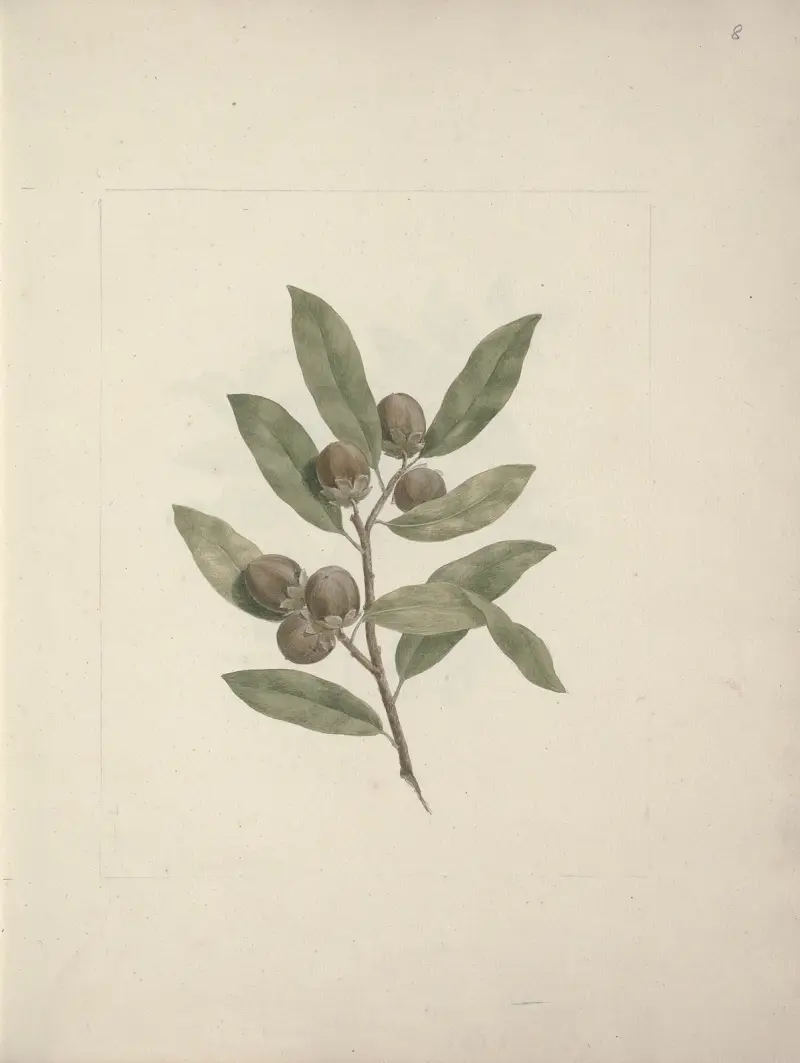 Diospyros mespiliformis A. DC. (African Ebony) av Luigi Balugani