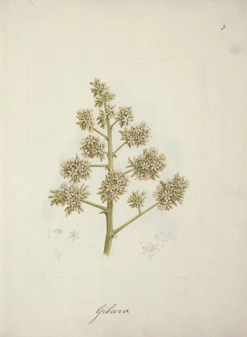 Dracaena steudneri Engl. (dračí strom), Luigi Balugani