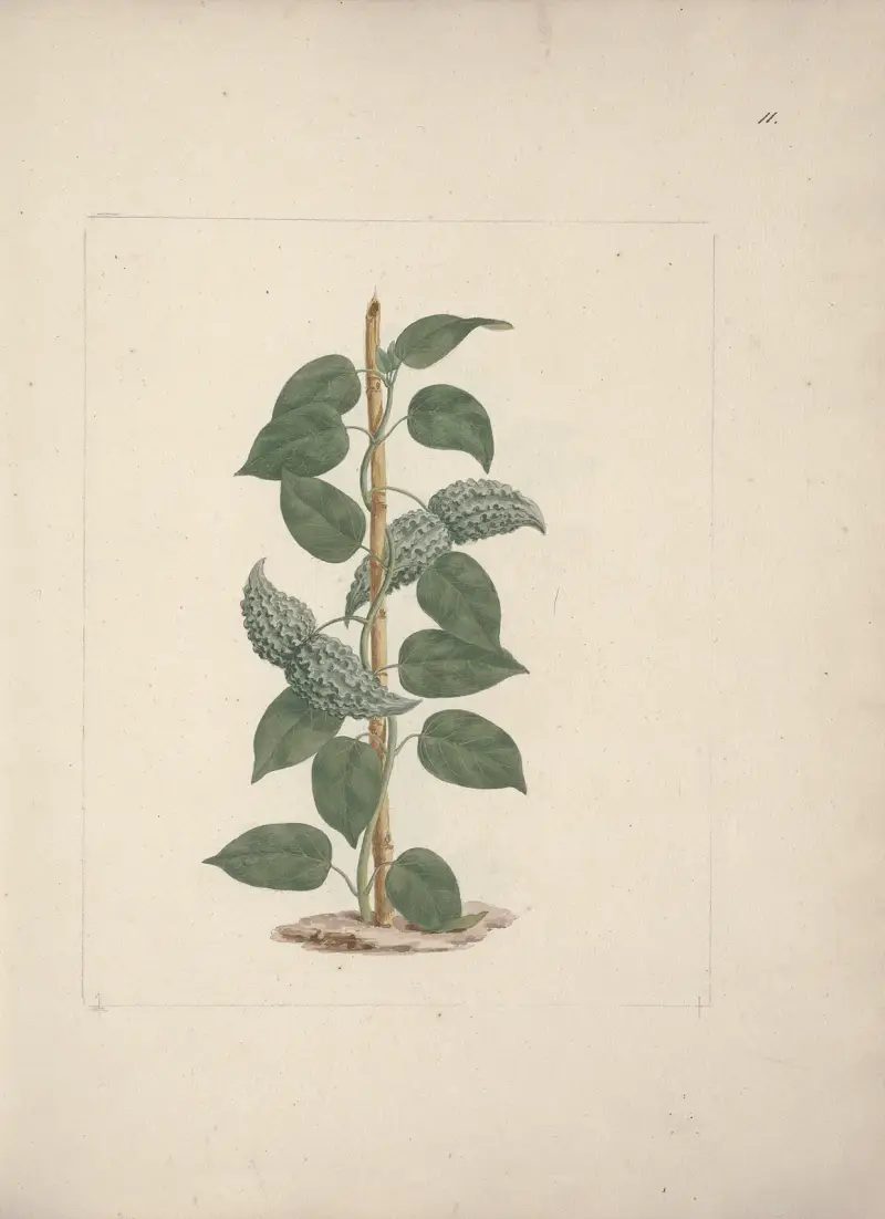Dregea abyssinica (Hochst) K, Luigi Balugani