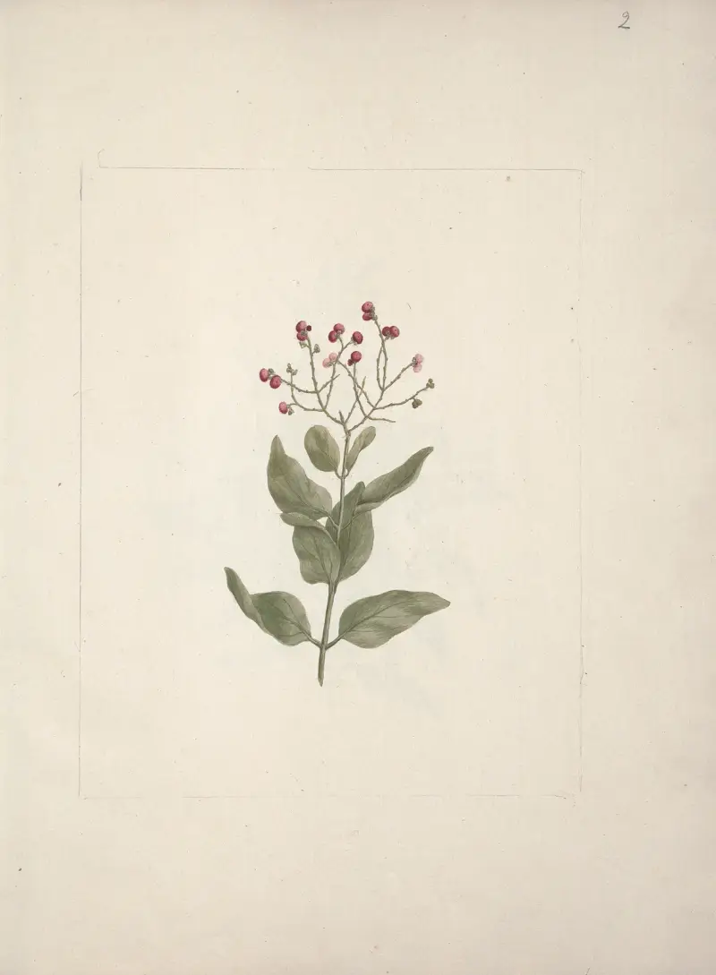 Ehretia cymosa Thonning, Luigi Balugani