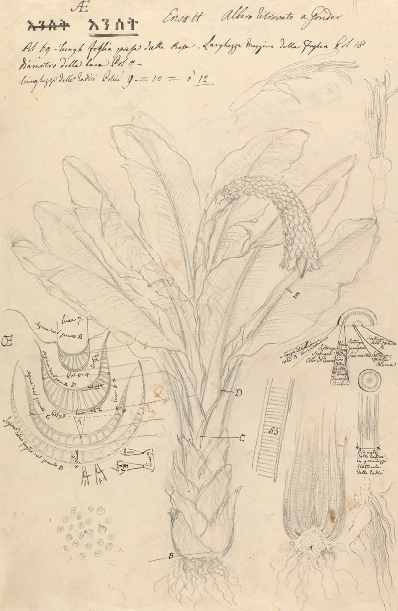 Ensete ventricosum 2, Luigi Balugani