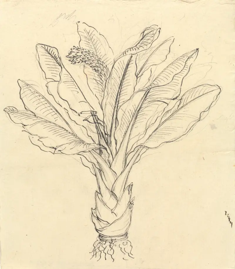 Ensete Ventricosum 3, Luigi Balugani