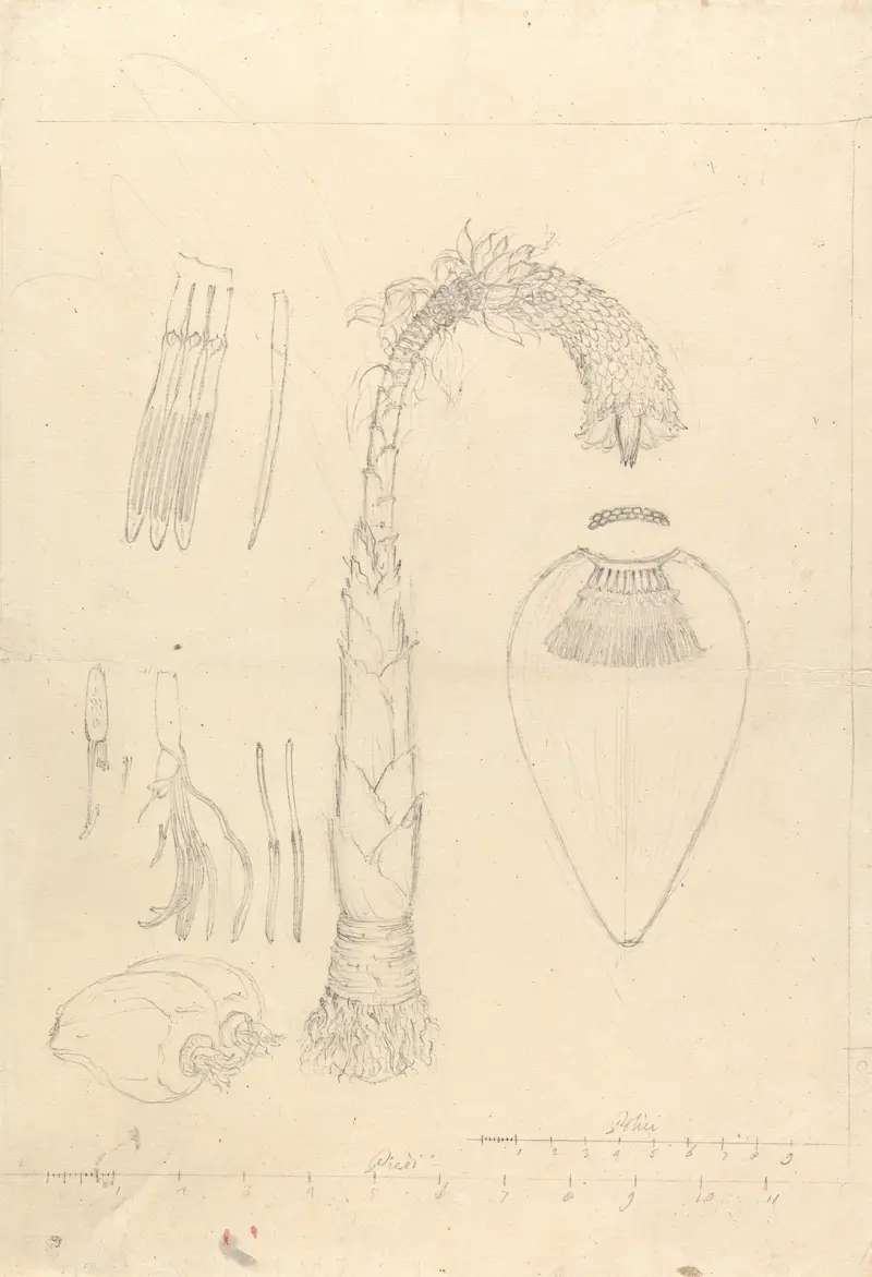 Ensete ventricosum, Luigi Balugani