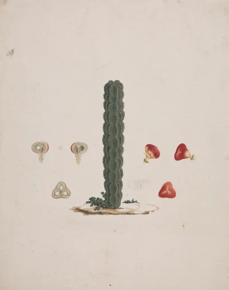 Euphorbia abyssinica J.F. Gmel. (Ethiopian Tree-Spurge) 2 av Luigi Balugani