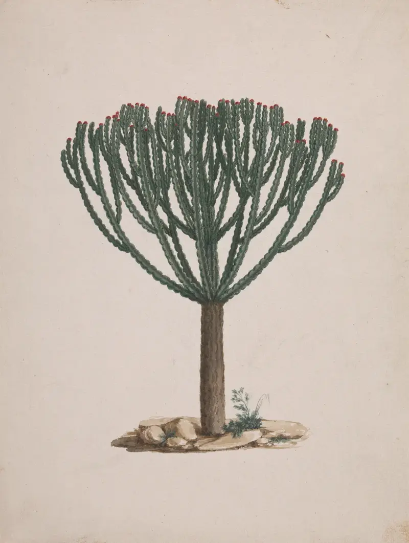 Euphorbia abyssinica J.F. Gmel. (Ethiopian Tree-Spurge) av Luigi Balugani