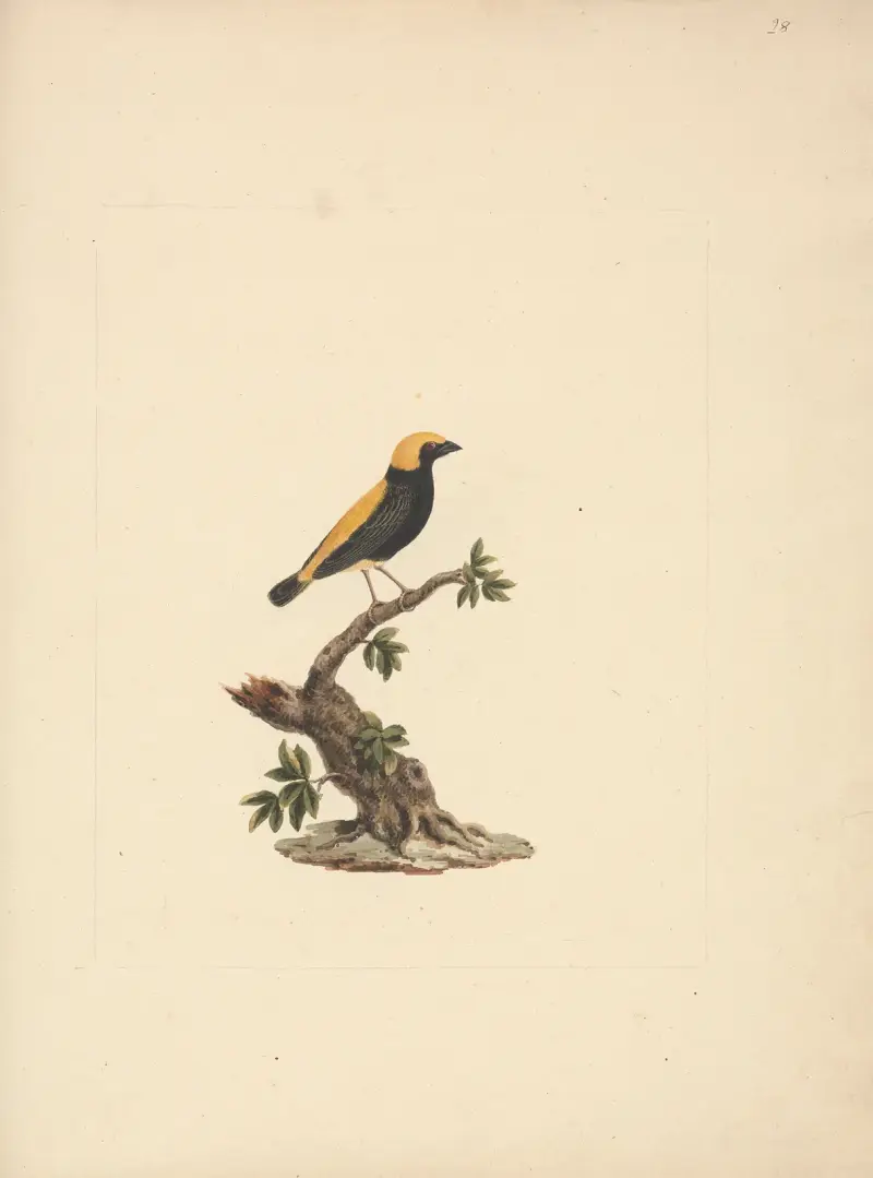 Euplectes afer (Yellow-Crowned Bishop), Luigi Balugani