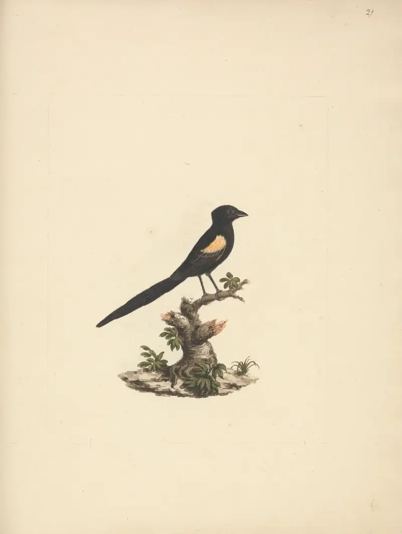 Euplectes axillaris (wdowiki wachlarzowate), Luigi Balugani