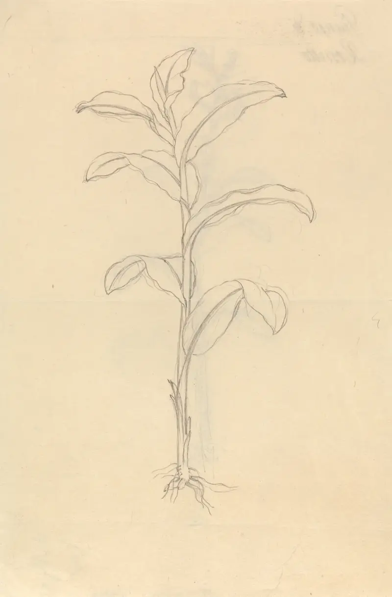Sítina (Giunco di Rossetto), Luigi Balugani