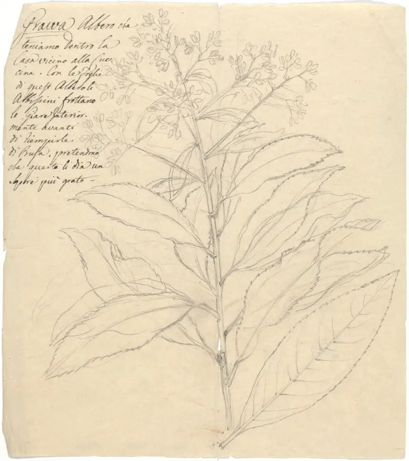 Grawa (Vernonia amygdalina), Luigi Balugani