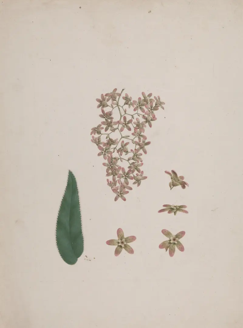 Hagenia abyssinica (Bruce) J.F. Gmel., Luigi Balugani