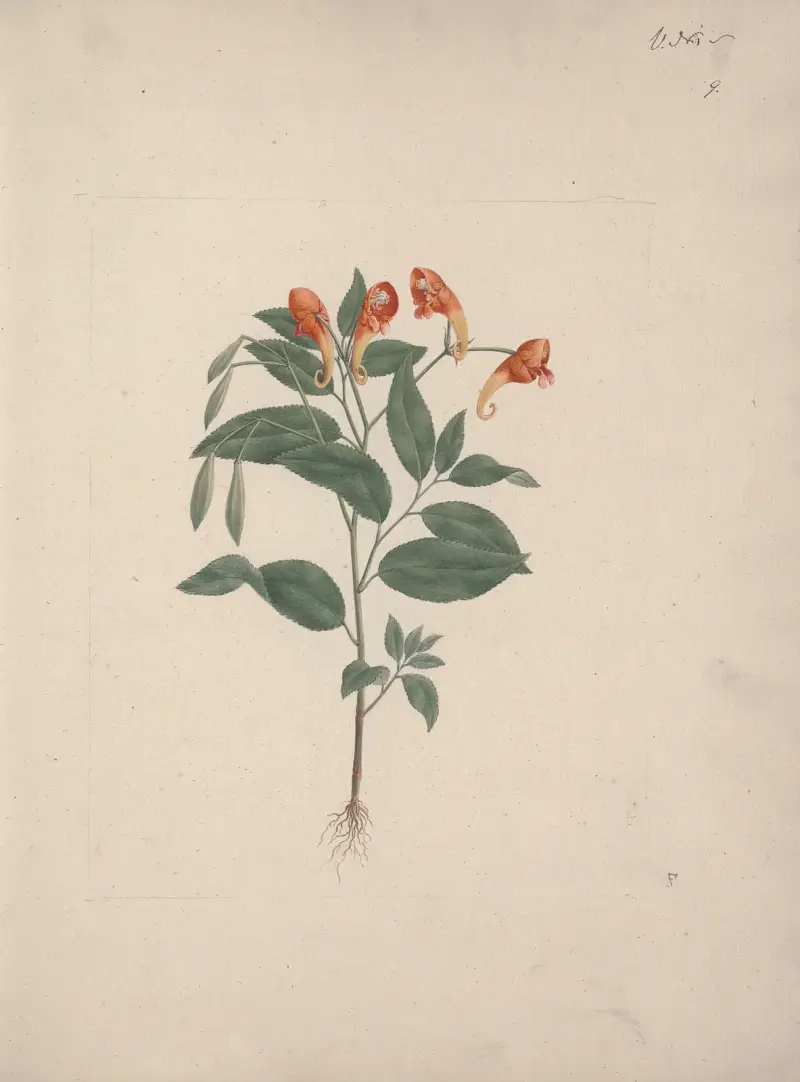 Impatiens rothii Hook. f. (Netýkavka), Luigi Balugani